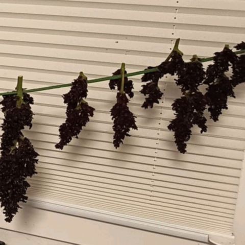 Purplematic CBD growlog timeline photo