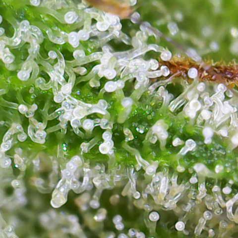 Auto Gorilla Zkittlez growlog timeline photo