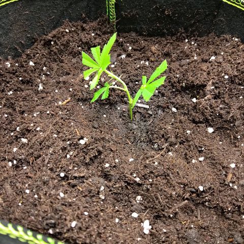 Bruce Banner (hinten links) growlog timeline photo