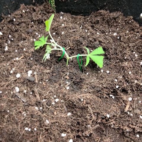 Bruce Banner (hinten links) growlog photo: After Training 23.08