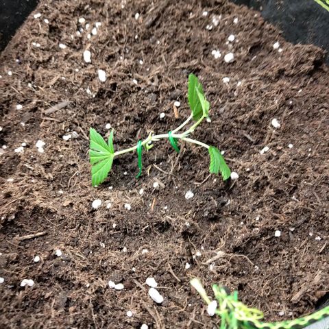 AK47 (hinten rechts) growlog photo: After Training 23.08