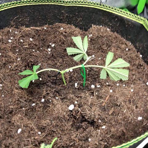 Super Lemon Haze (vorne) growlog photo: After Training 23.08