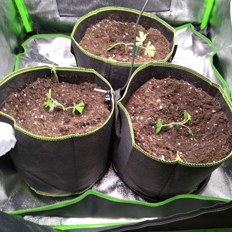 Bruce Banner (hinten links) growlog timeline photo