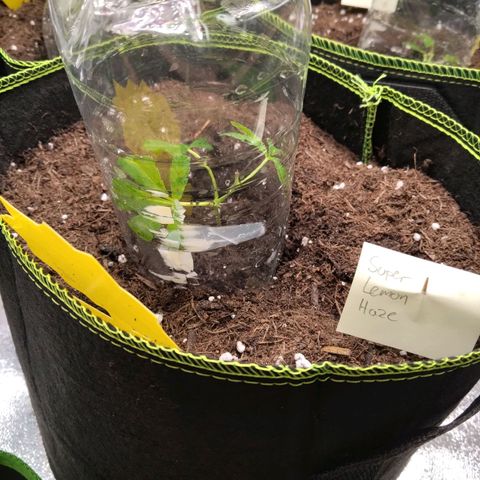 Super Lemon Haze (vorne) growlog photo: Zu nah am Plastik