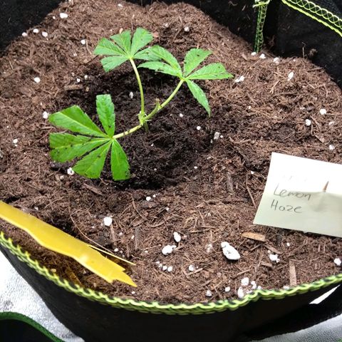 Super Lemon Haze (vorne) growlog timeline photo