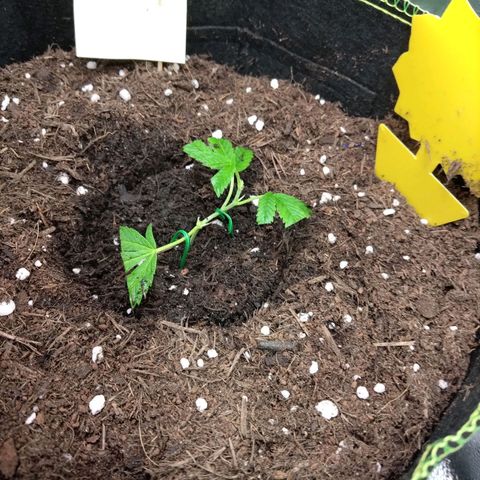 AK47 (hinten rechts) growlog timeline photo
