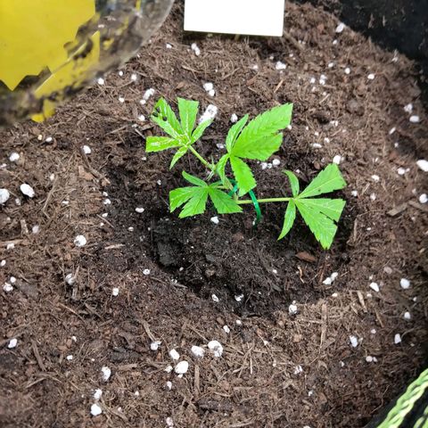 Bruce Banner (hinten links) growlog timeline photo