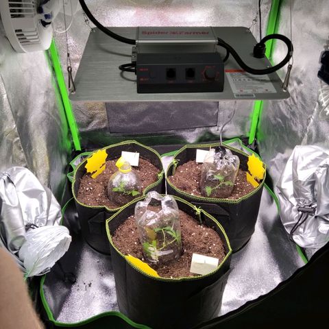 Bruce Banner (hinten links) growlog photo: Licht niedrigste Stufe, aber nah. Lüfter Stufe 1. Keine Umluft. WURZELN machen!!