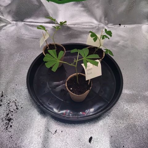 Bruce Banner (hinten links) growlog timeline photo