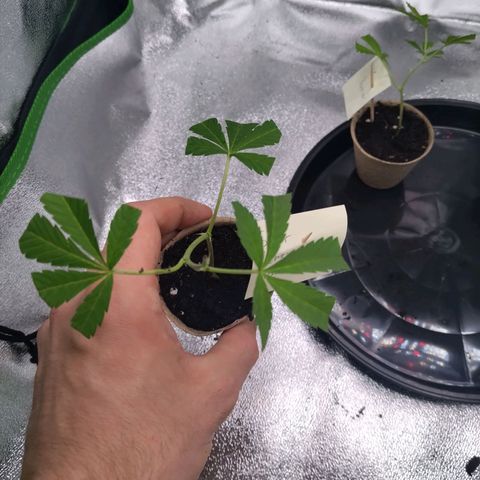 Super Lemon Haze (vorne) growlog timeline photo