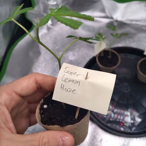 Super Lemon Haze (vorne) growlog timeline photo