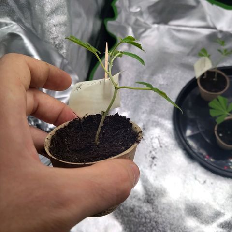 AK47 (hinten rechts) growlog timeline photo