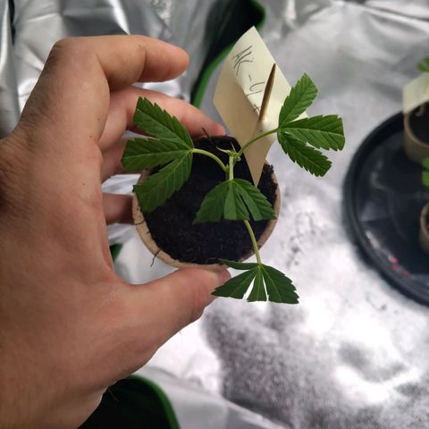 AK47 (hinten rechts) growlog timeline photo