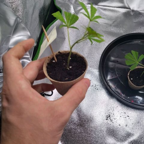 Bruce Banner (hinten links) growlog timeline photo