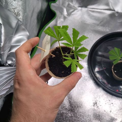 Bruce Banner (hinten links) growlog timeline photo