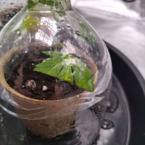 AK47 (hinten rechts) growlog timeline photo