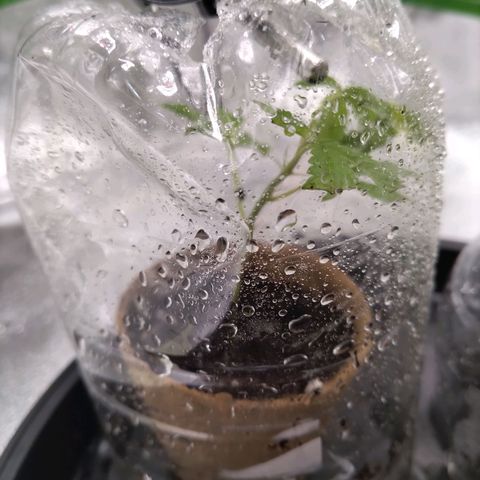 Bruce Banner (hinten links) growlog timeline photo