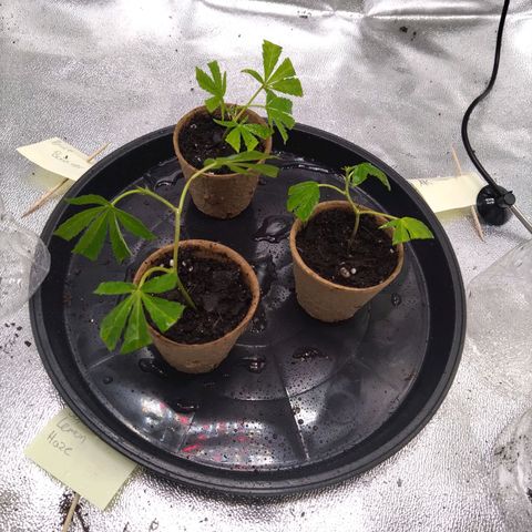 Bruce Banner (hinten links) growlog timeline photo