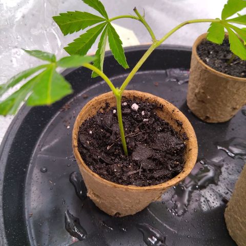 Super Lemon Haze (vorne) growlog timeline photo