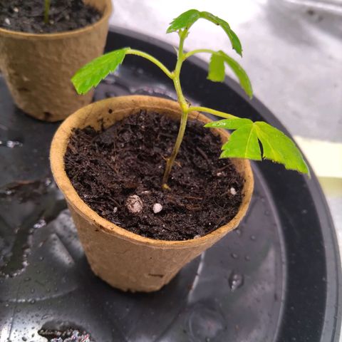AK47 (hinten rechts) growlog timeline photo