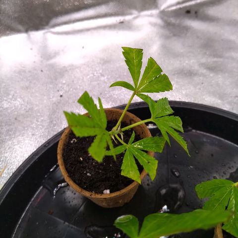Bruce Banner (hinten links) growlog timeline photo