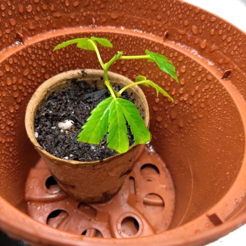 AK47 (hinten rechts) growlog timeline photo