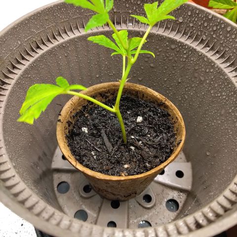 Bruce Banner (hinten links) growlog timeline photo
