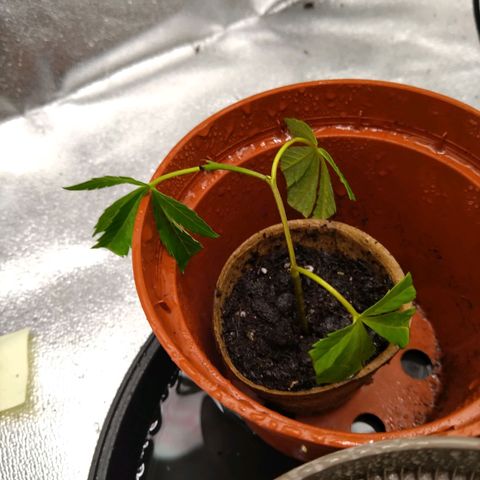 Super Lemon Haze (vorne) growlog timeline photo
