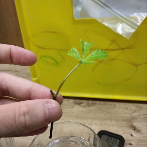 Super Lemon Haze (vorne) growlog timeline photo