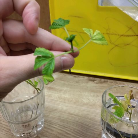 Bruce Banner (hinten links) growlog timeline photo