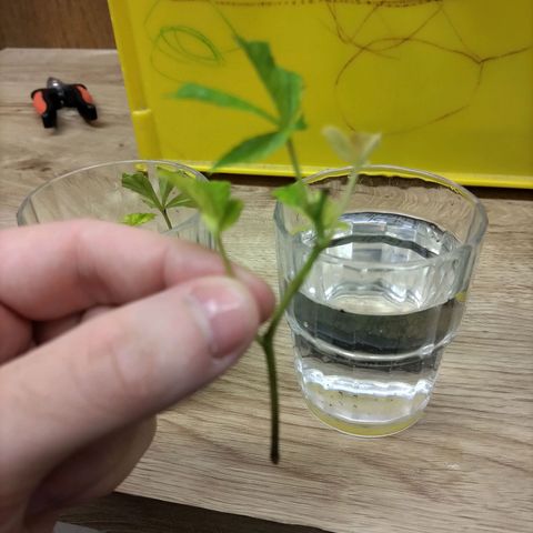 AK47 (hinten rechts) growlog timeline photo