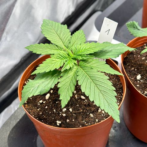 1- Afina  growlog timeline photo