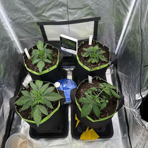 1- Afina  growlog timeline photo