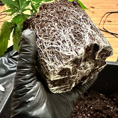 1- Afina  growlog photo: Die schwarzen Flecken auf den Blättern ist nur etwas Erde 😄