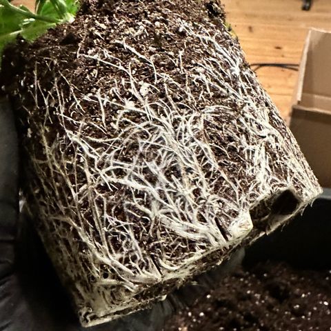 1- Afina  growlog photo: Die schwarzen Flecken auf den Blättern ist nur etwas Erde 😄