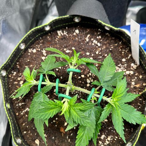 1- Afina  growlog timeline photo