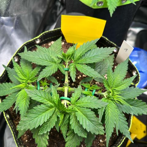 1- Afina  growlog timeline photo