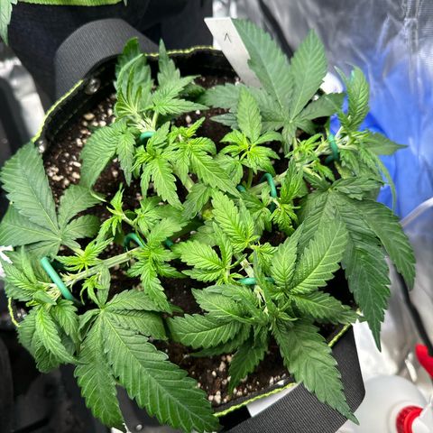1- Afina  growlog timeline photo