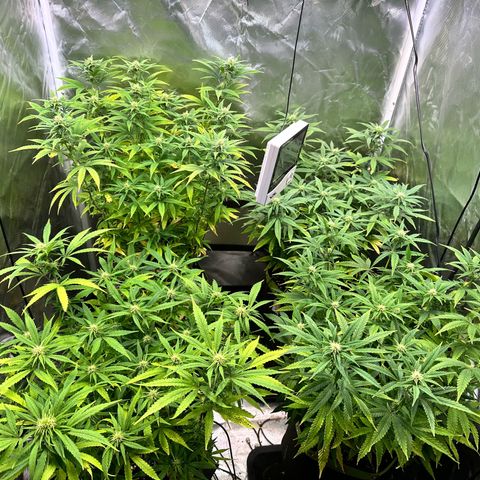 1- Afina  growlog timeline photo
