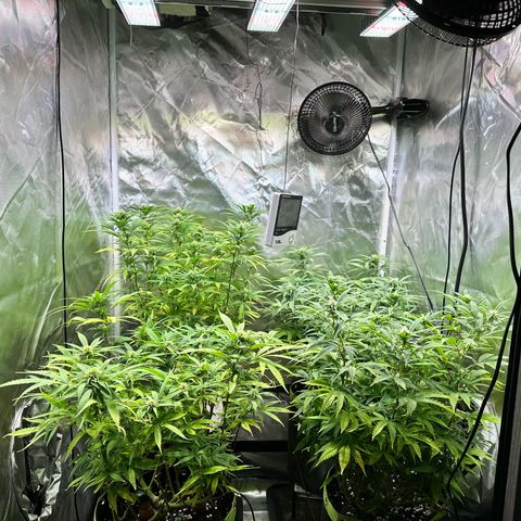 1- Afina  growlog timeline photo