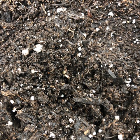 Zkittles Auto growlog photo: About to pop through the soil