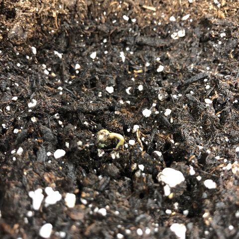 Blueberry Auto growlog timeline photo