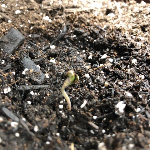 Zkittles Auto growlog timeline photo