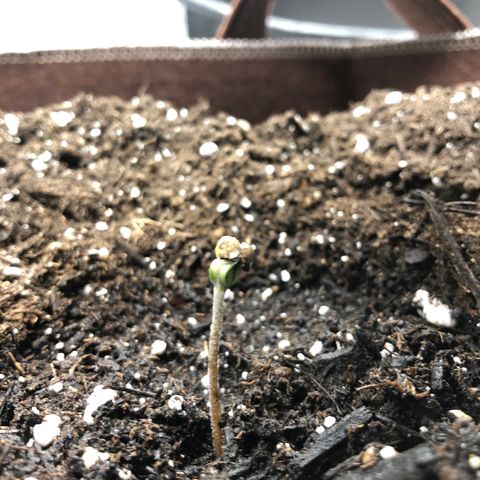 Zkittles Auto growlog timeline photo