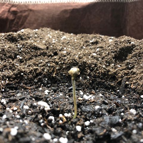 Blueberry Auto growlog timeline photo