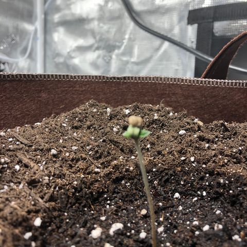 Zkittles Auto growlog timeline photo