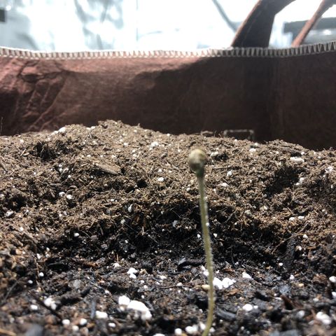 Blueberry Auto growlog timeline photo