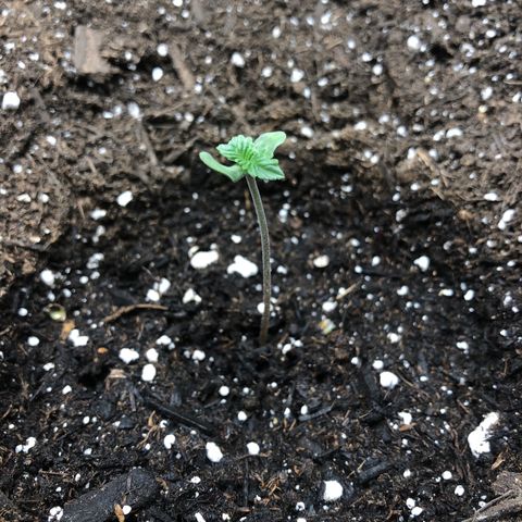 Zkittles Auto growlog timeline photo