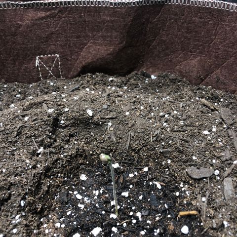 Blueberry Auto growlog timeline photo