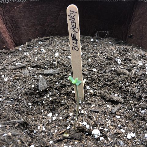Blueberry Auto growlog timeline photo